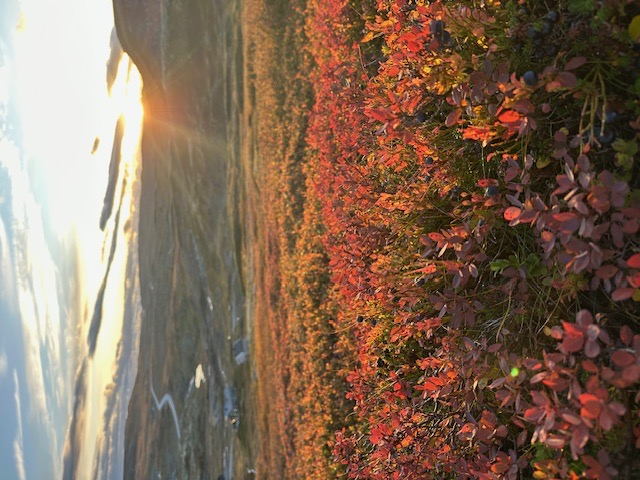 Høsthelg på Hardangervidda 11. -13. september – Halne Fjellstugu